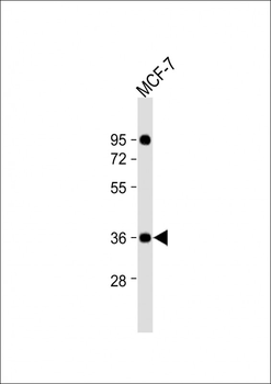 CXXC5 Antibody (N-Term)