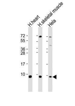ATP5E Antibody (C-Term)