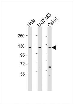 STARD8 Antibody (N-Term)
