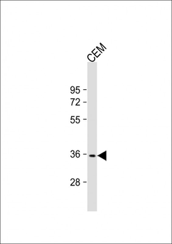 RNF126 Antibody (Center)