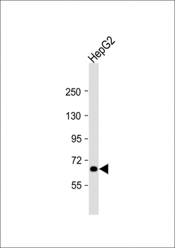PICALM Antibody (C-Term)