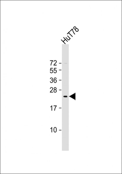 BATF3 Antibody (Center)