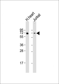 FAM189B Antibody (Center)