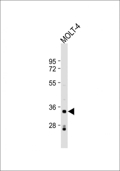 IMPA2 Antibody (N-Term)