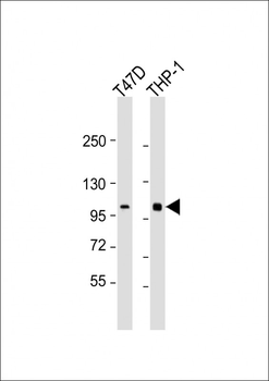 PLK4 Antibody (C-Term)