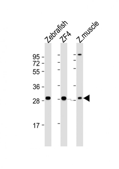 Zebrafish ak2 Antibody (N-term)