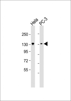 KIF1B Antibody
