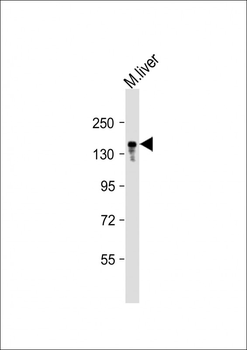 ABCB11 Antibody (C-term)