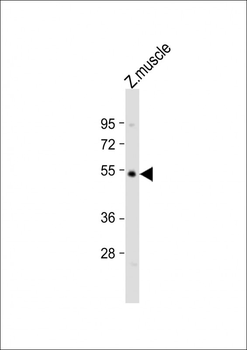 (DANRE) opn4l Antibody (Center)