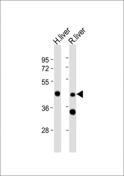 WIPF3 Antibody (N-term)