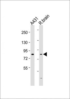 NGEF Antibody (N-term)