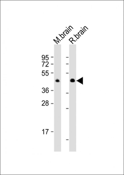 CNP Antibody (C-Term)