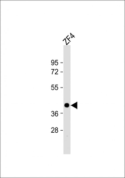 Zebrafish pou5f1 Antibody (Center)