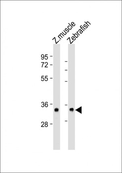 (DANRE) s1pr2 Antibody (N-Term)