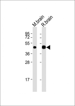 CNP Antibody (N-Term)