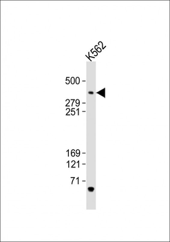 TRRAP Antibody (C-term)