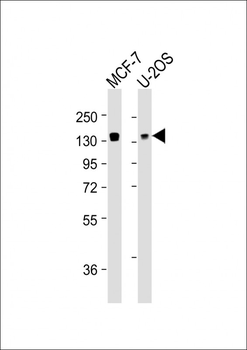 FAM120A Antibody