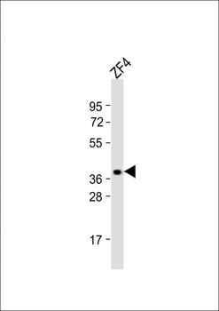 (DANRE) opn1sw2 Antibody (C-Term)