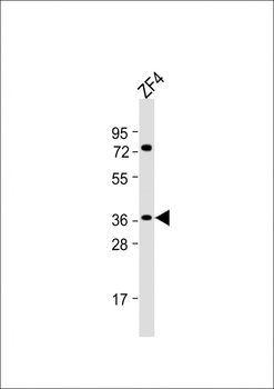 Zebrafish hey2 Antibody (C-term)