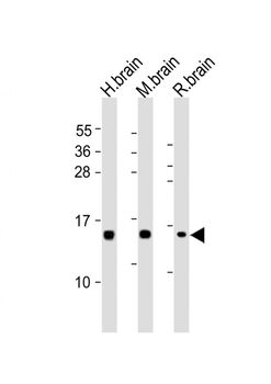 NRGN Antibody (C-term)