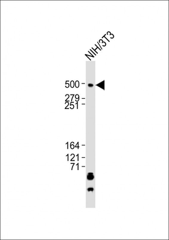 (Mouse) Trrap Antibody (C-term)