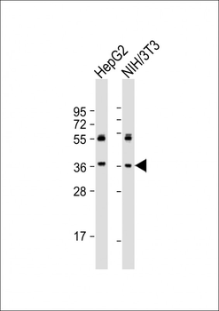 MAP2K6 Antibody (C-Term)