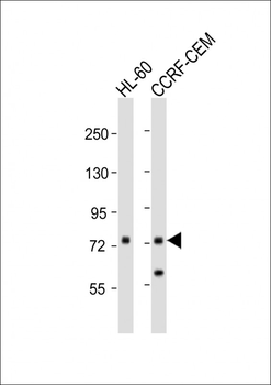 KIF22 Antibody (Center)
