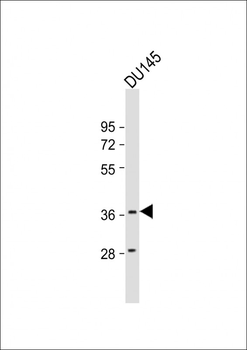 MYCL1 Antibody (C-Term)