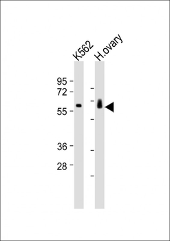 MTNAP1Antibody (Center)