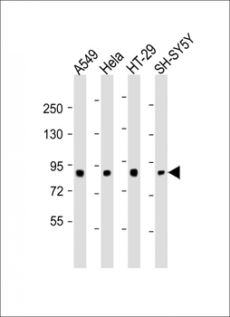 SEMA4G Antibody (Center)