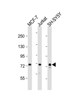 KIF22 Antibody (Center)
