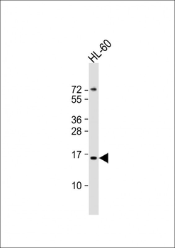 KISS1 Antibody (C-Term)