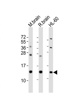 FKBP1A Antibody (Center)