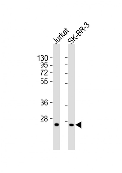 GZMK Antibody (N-Term)