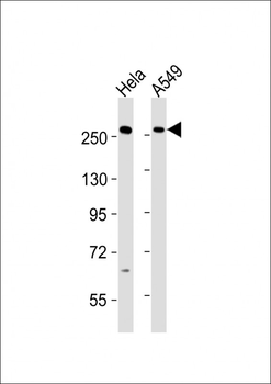 PLXNB1 Antibody (C-term)