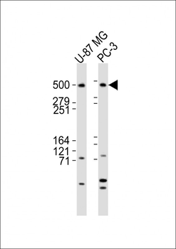 DYNC1H1 Antibody (C-term)