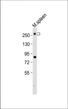 Mouse Med12 Antibody (C-term)