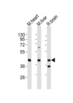 P2ry4 Antibody (N-term)