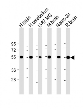NRXN1 Antibody (N-term)