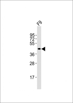 (Mouse) Pou5f1 Antibody (N-term)