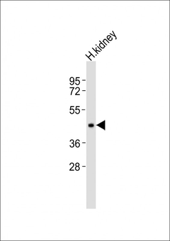 INPP5A Antibody (C-term)