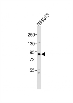 RPS6KA4 Antibody (C-term)