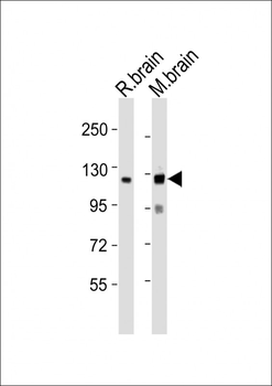NLGN3 Antibody (C-term)