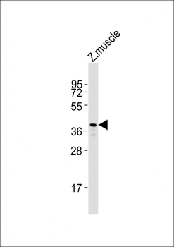 (DANRE) rho Antibody (N-Term)