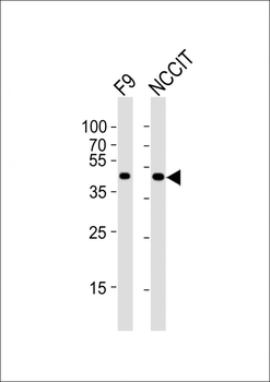 (Mouse) Pou5f1 Antibody (Center)