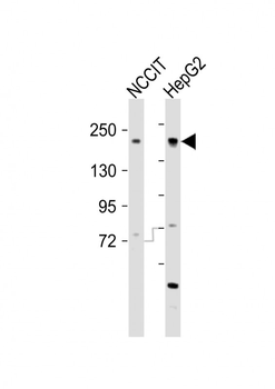 (Mouse) Ehmt2 Antibody (N-term)