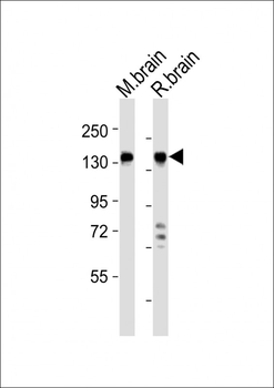 MAGI2 Antibody (C-term)