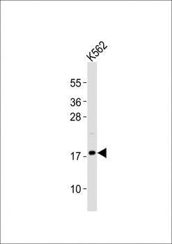 FGF2 Antibody