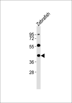 (DANRE) opn1mw2 Antibody (Center)