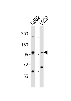 STAT5A Antibody (C-term)